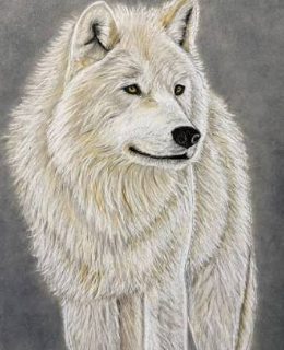 wolf